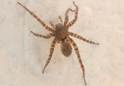 Réf. 331 142 : Pardosa sp.